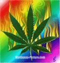 cannabis leaf